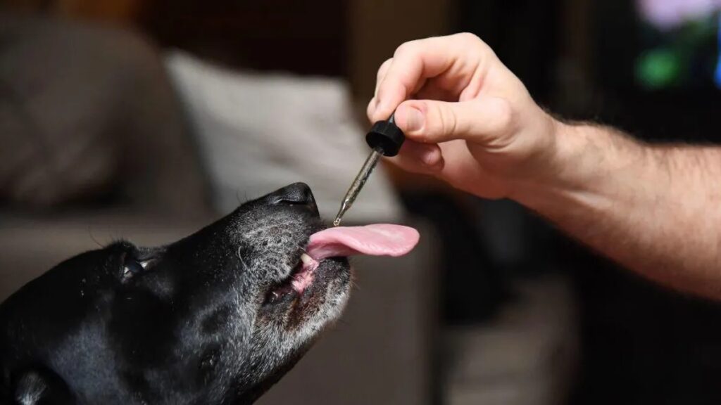 CBD for Pets: How to use them?