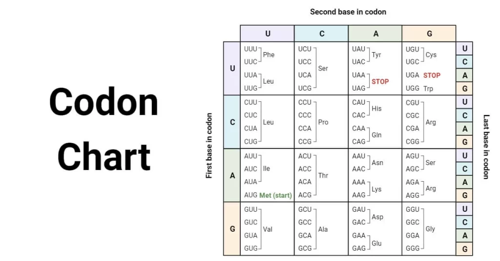 Understanding the Codon Chart and Its Significance in Genetics