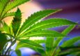 cannabis
