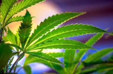 cannabis