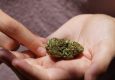 Sherbacio Weed