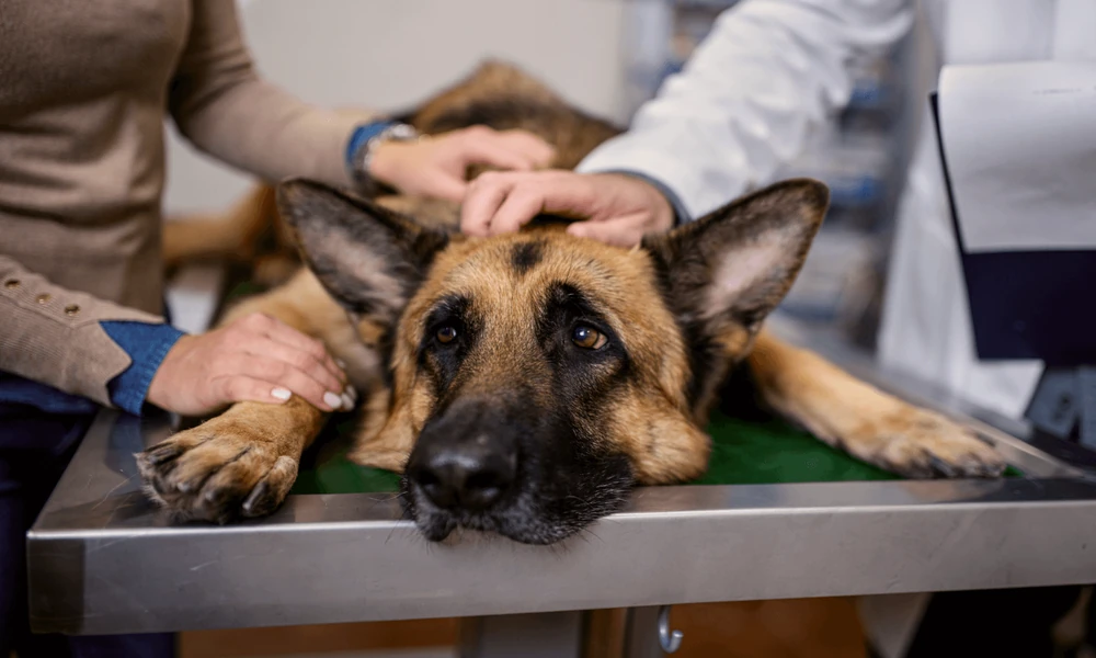 Why General Vets Play A Critical Role In Pet Wellness Plans