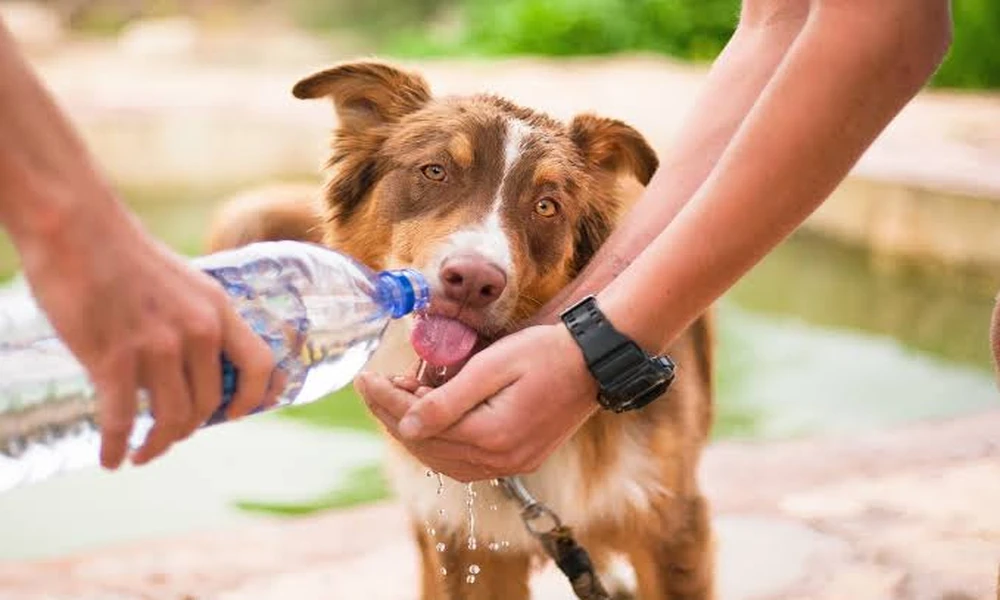 How Veterinary Clinics Diagnose Addison’s Disease In Dogs